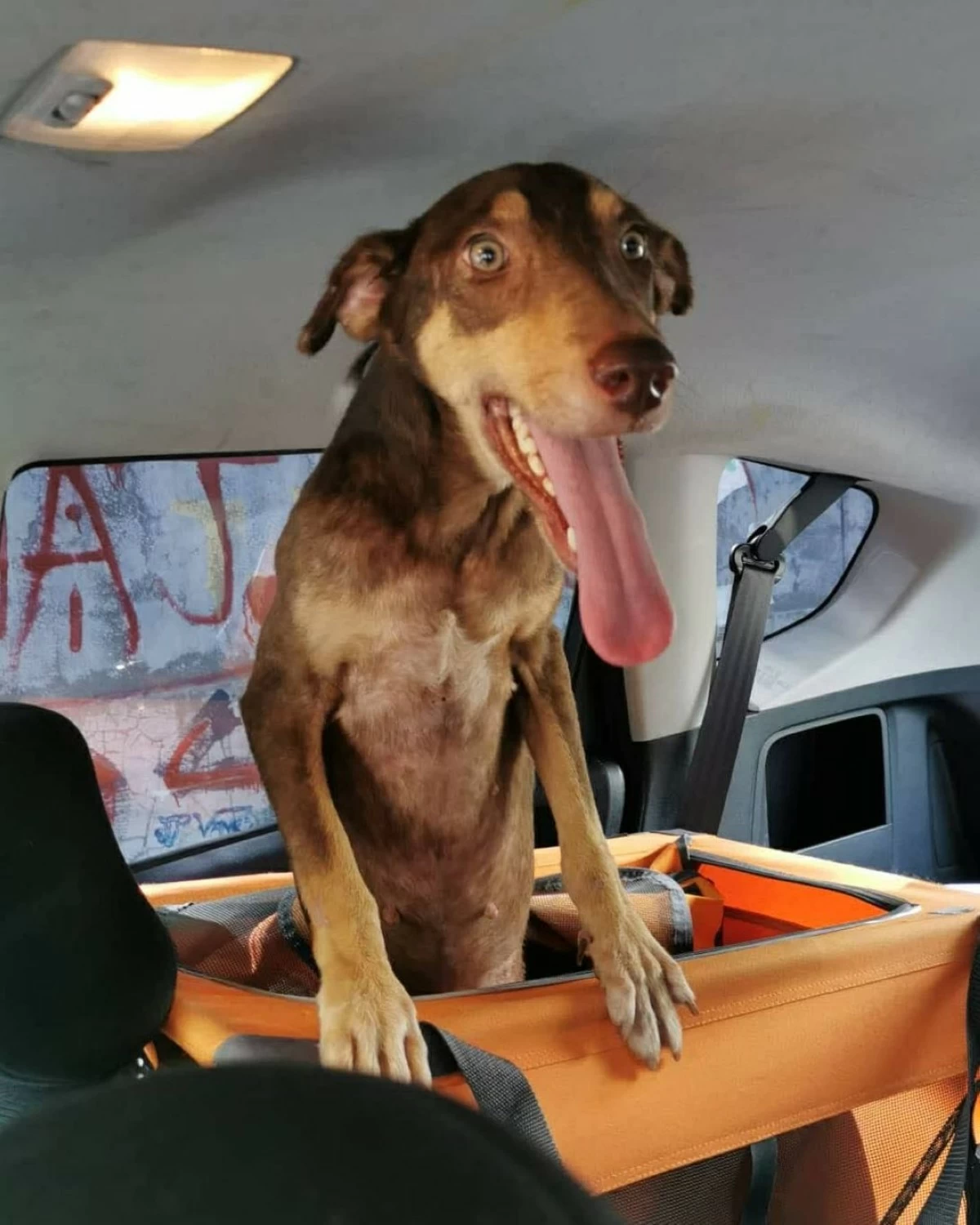 Bones on the day he was adopted by his furparent from the city pound in December 2019 (Photo from Cavite City Veterinary Office/MANILA BULLETIN) 