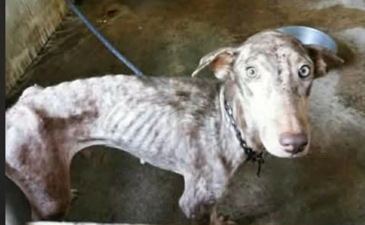 Bones, an abandoned dog, when he was rescued in October 2019 (Photo from Cavite City Veterinary Office/MANILA BULLETIN) 