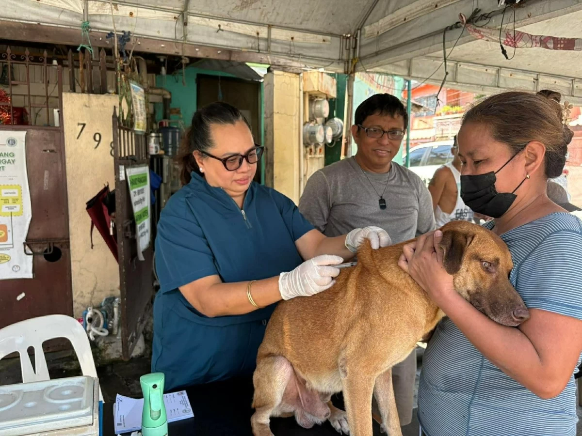 The Cavite City Veterinary Office holds a free anti-rabies vaccination drive (Photo from the City Government of Cavite/MANILA BULLETIN)
