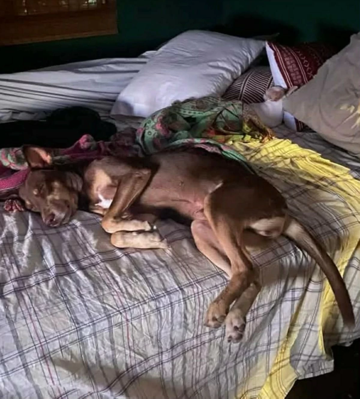 Bones sleeping in his new home (Photo from Cavite City Veterinary Office/MANILA BULLETIN) 