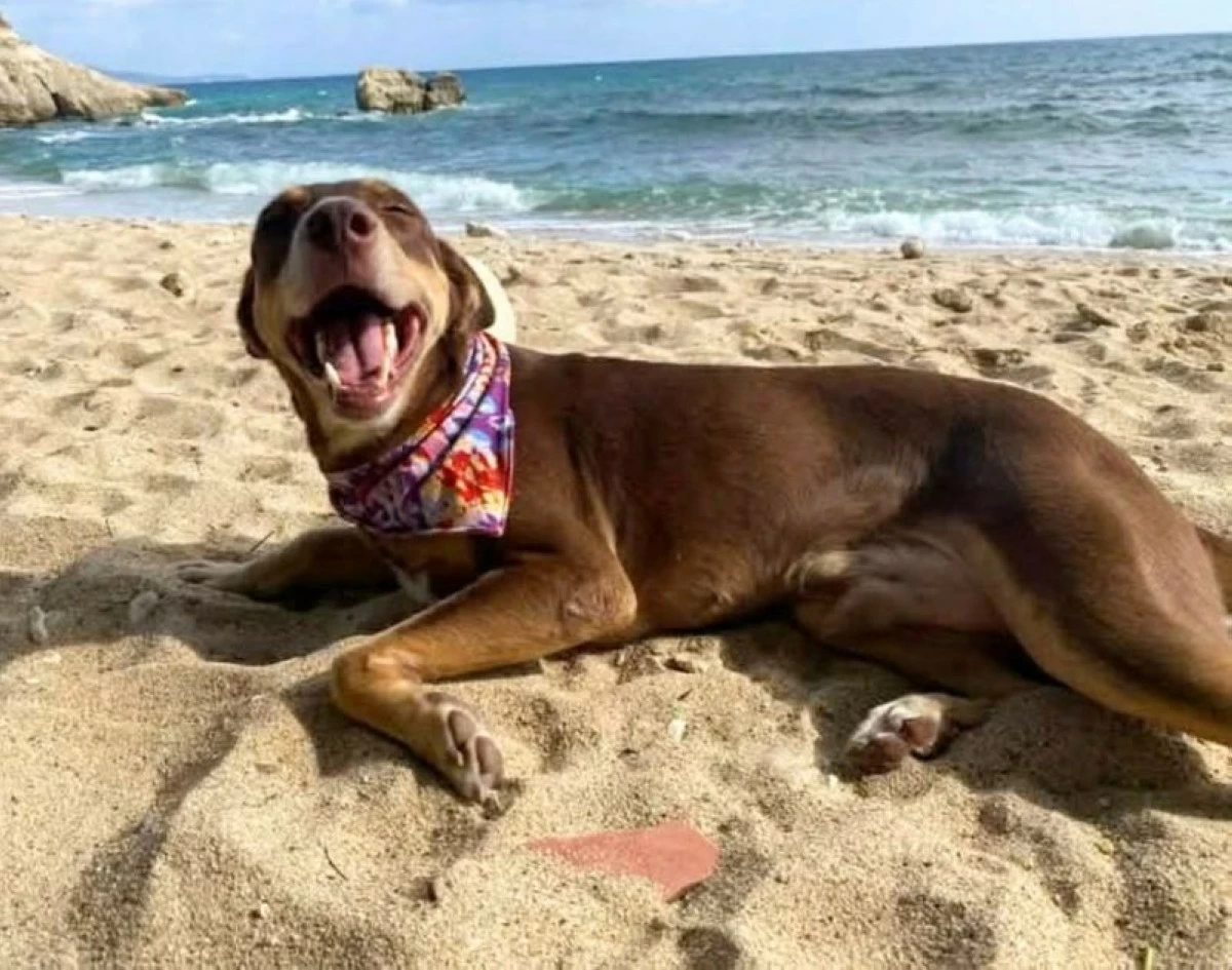 Bones during a beach trip with his new family (Photo from Cavite City Veterinary Office/MANILA BULLETIN)
