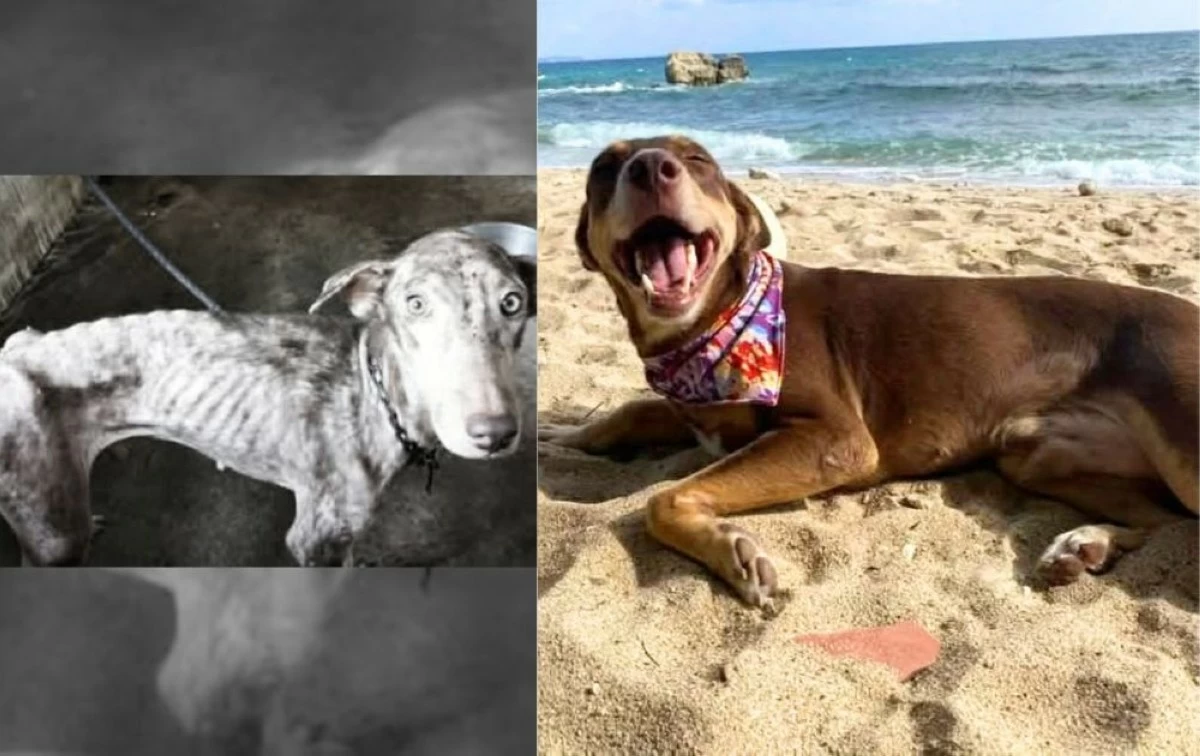Left: Abandoned dog Bones, when he was rescued in October 2019. Right: Bones on a beach trip with his new family after being adopted in December 2019 (Photos from Cavite City Veterinary Office/MANILA BULLETIN)