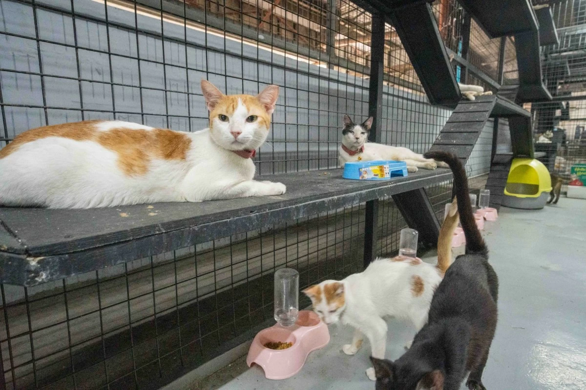 (Photo: Araneta City)