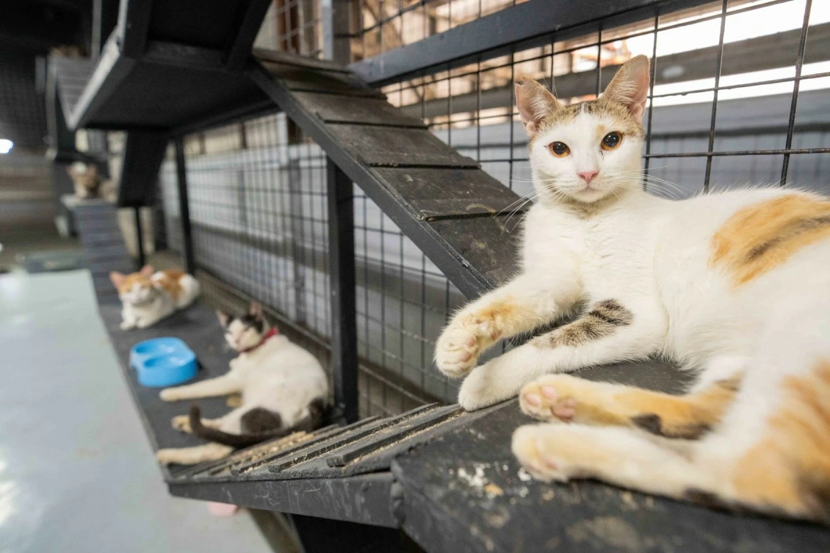 (Photo: Araneta City)