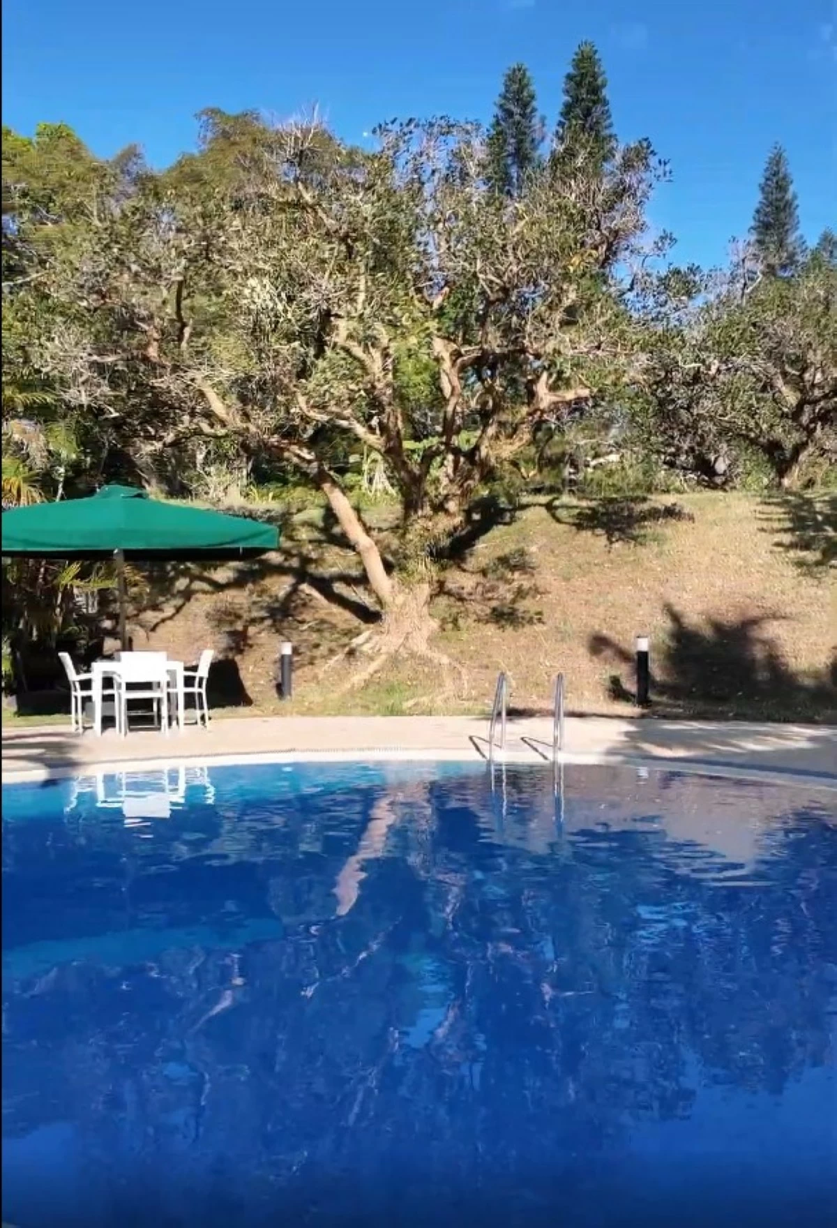 DIVE IN Enjoy the blissful nature of trees while taking a quick dip at the pool