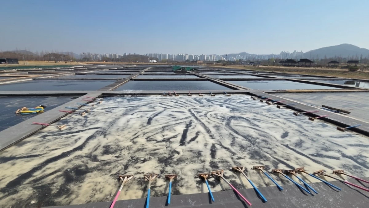 Salt field at the Siheung Gaetgol Eco Park (Jonathan Hicap) 