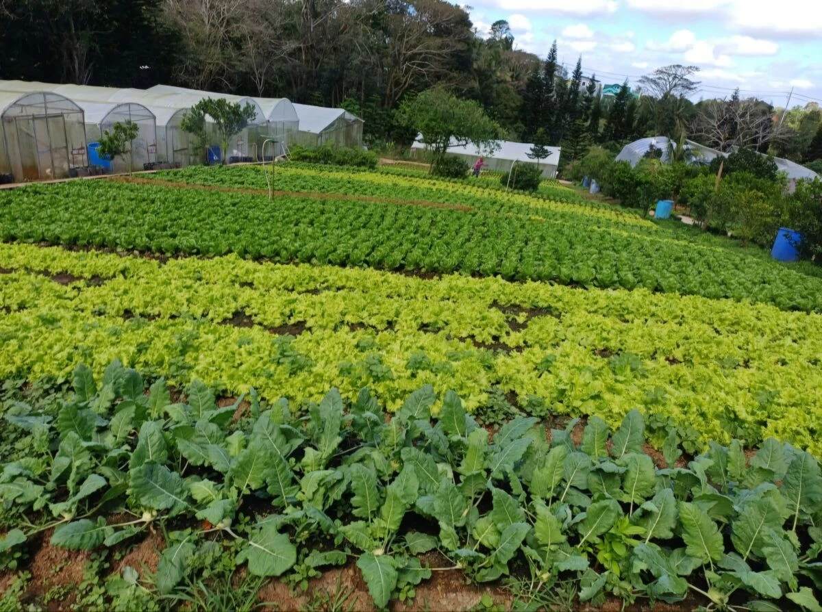 ORGANIC VEGETABLES — Rows of fresh organic greens thriving under the cool climate on SVD farm in Tagaytay. (Oliver Samson)