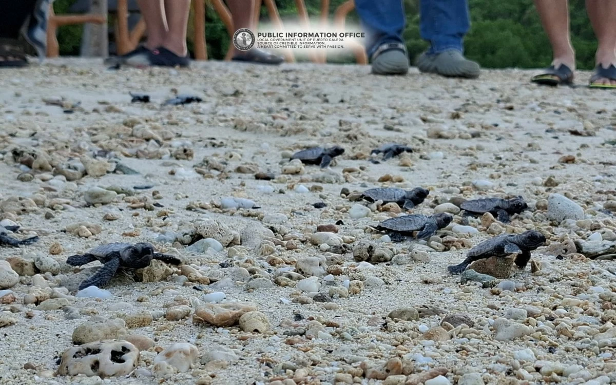 HAWKSBILL turtles releases in Puerto Galera, Oriental Mindoro. (FB) 