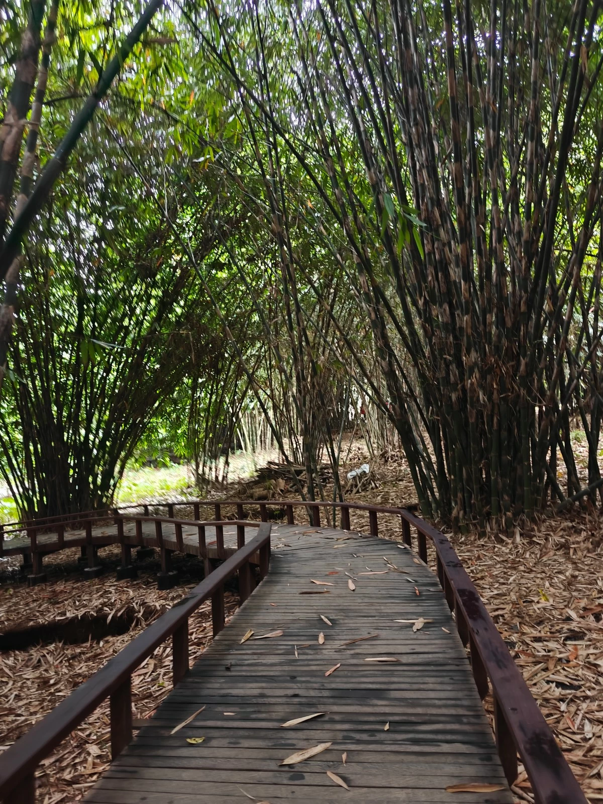 Penglipuran Village's bamboo forest (Photo: John Legaspi/Manila Bulletin)