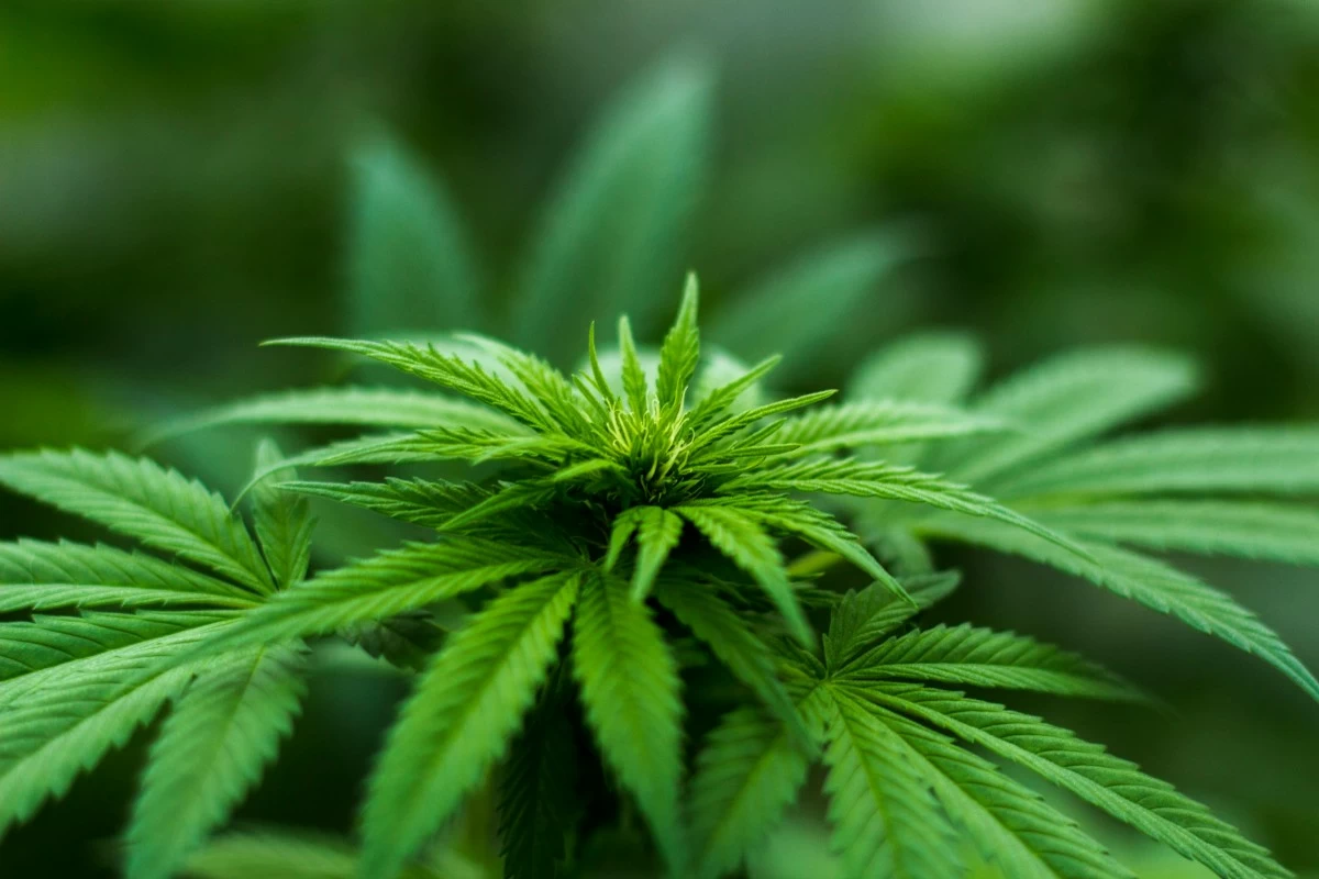 P31.3-M marijuana destroyed in Mountain Province
