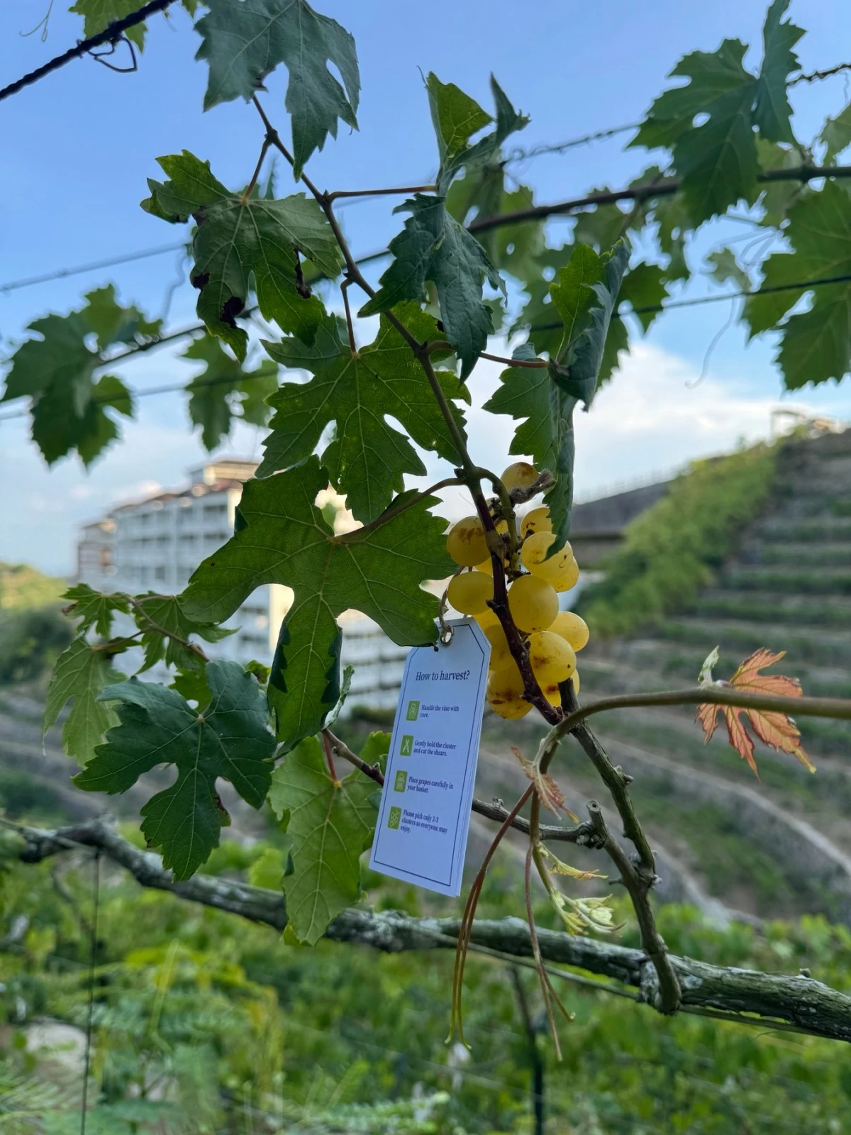 RIPE READY A cluster of grapes hangs in the vineyard at Twin Lakes Tagaytay, ready for harvest ahead of the Grape Harvest Festival on May 9. (Photo: Feliciano Rodriguez III/Manila Bulletin)