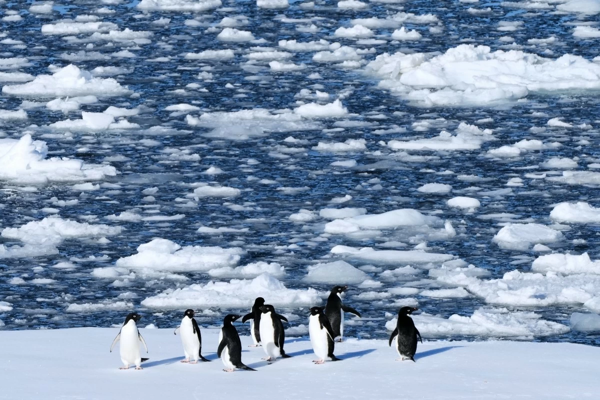 ADELIE penguins stand on a block of floating ice at Yalour Islands in Antarctica, Nov. 24, 2025. (AP)