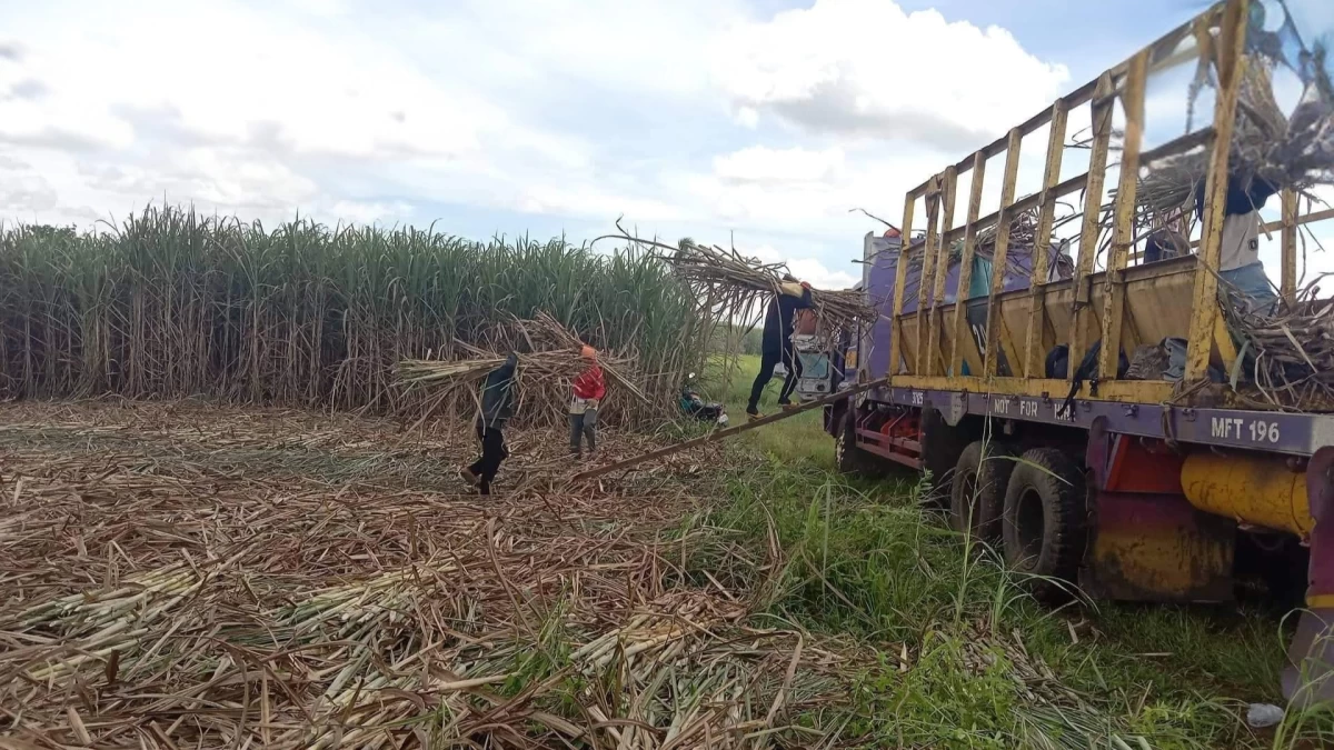 (Sugar Regulatory Administration-Bukidnon Mill District photo)