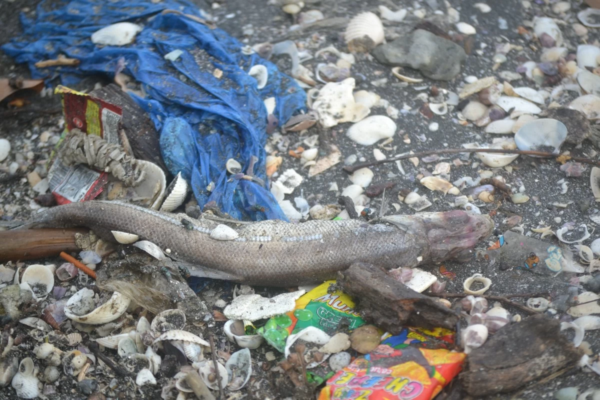 Plastic pollution is devastating our oceans and killing marine creatures.
