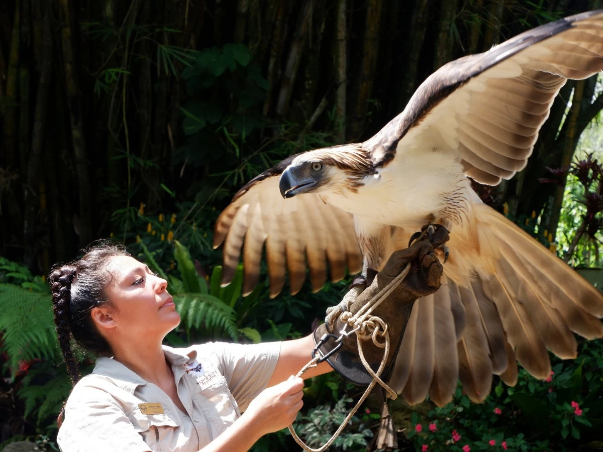 MAJESTIC BIRDY Have a rare encounter with Philippine Eagle Sinag and other raptors at the Philippine Eagle Center