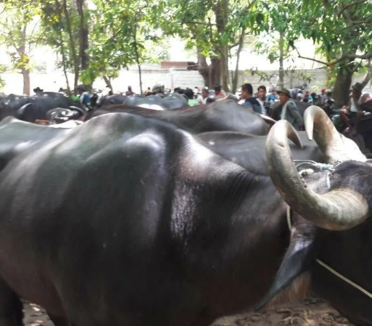 Hundreds of water buffaloes are prepared to join the street parade honoring San Isidro Labrador during the famous Kneeling Carabao Festival, celebrated every May 14 in Pulilan, Bulacan. (Photo by Freddie C. Velez)