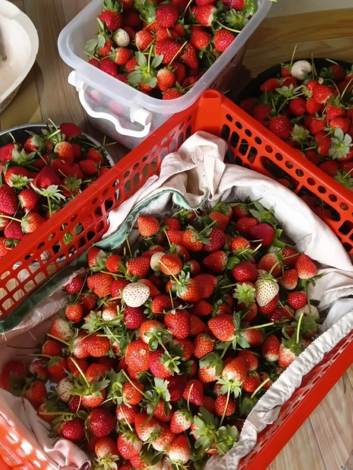 FRESH STRAWBERRIES — A basket full of freshly harvested strawberries, ready to be packed for delivery.