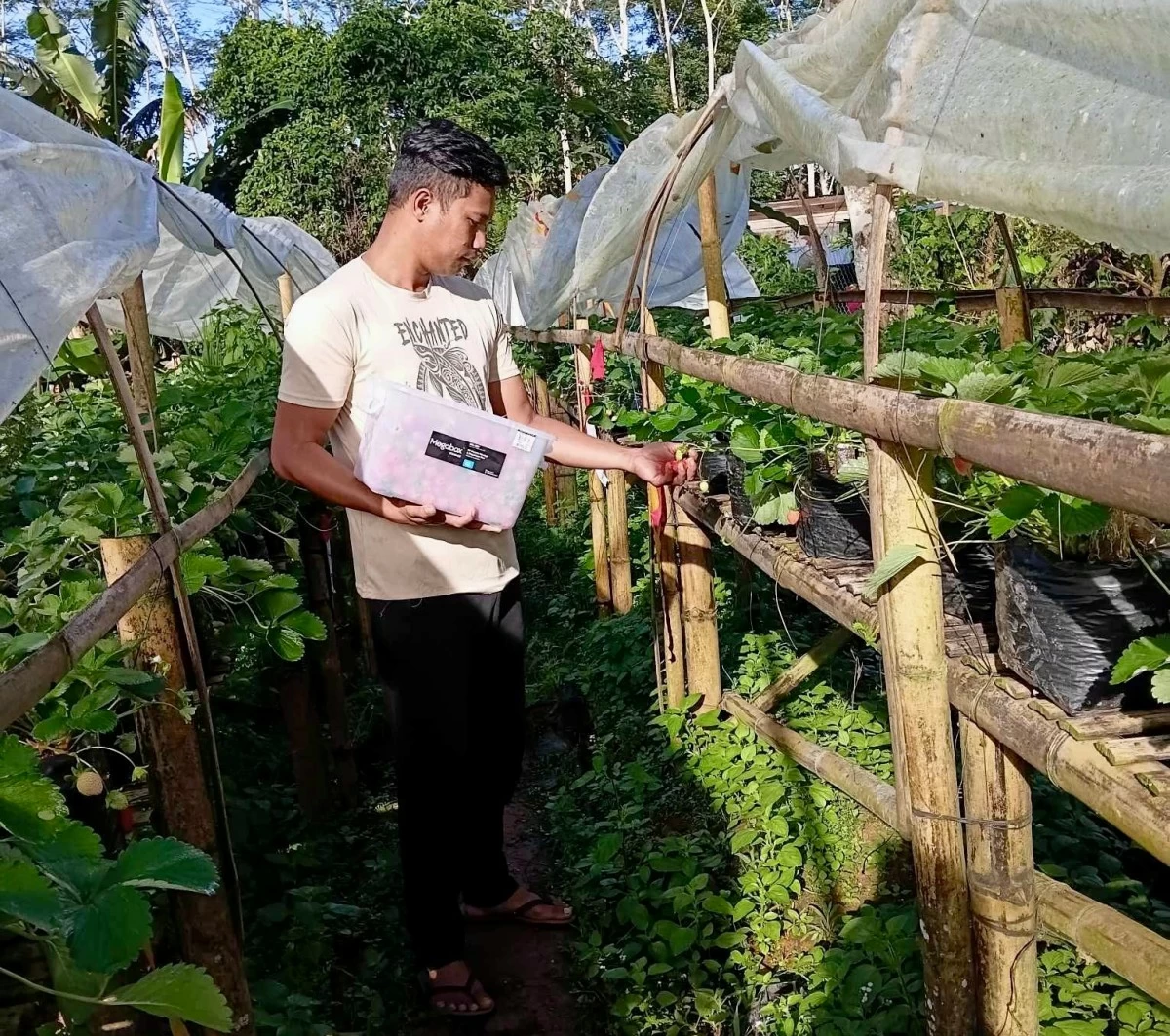 HARVESTING STRAWBERRIES — Versandear Abuzo, owner of RV Agriventure, harvests fresh strawberries that he cultivated in a lowland area. (Versandear Abuzo)
