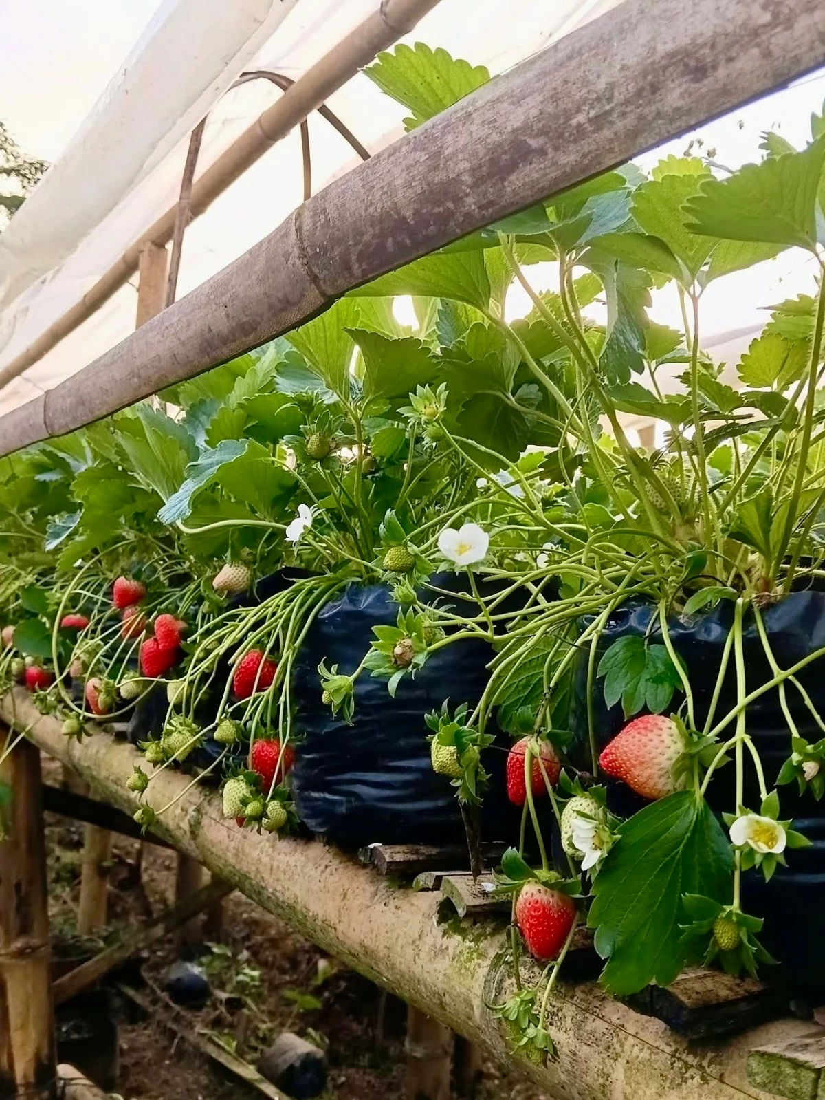 GROWING STRAWBERRY PLANTS — Rows of strawberries planted in polyethylene bags on elevated bamboo tables. (Versandear Abuzo)