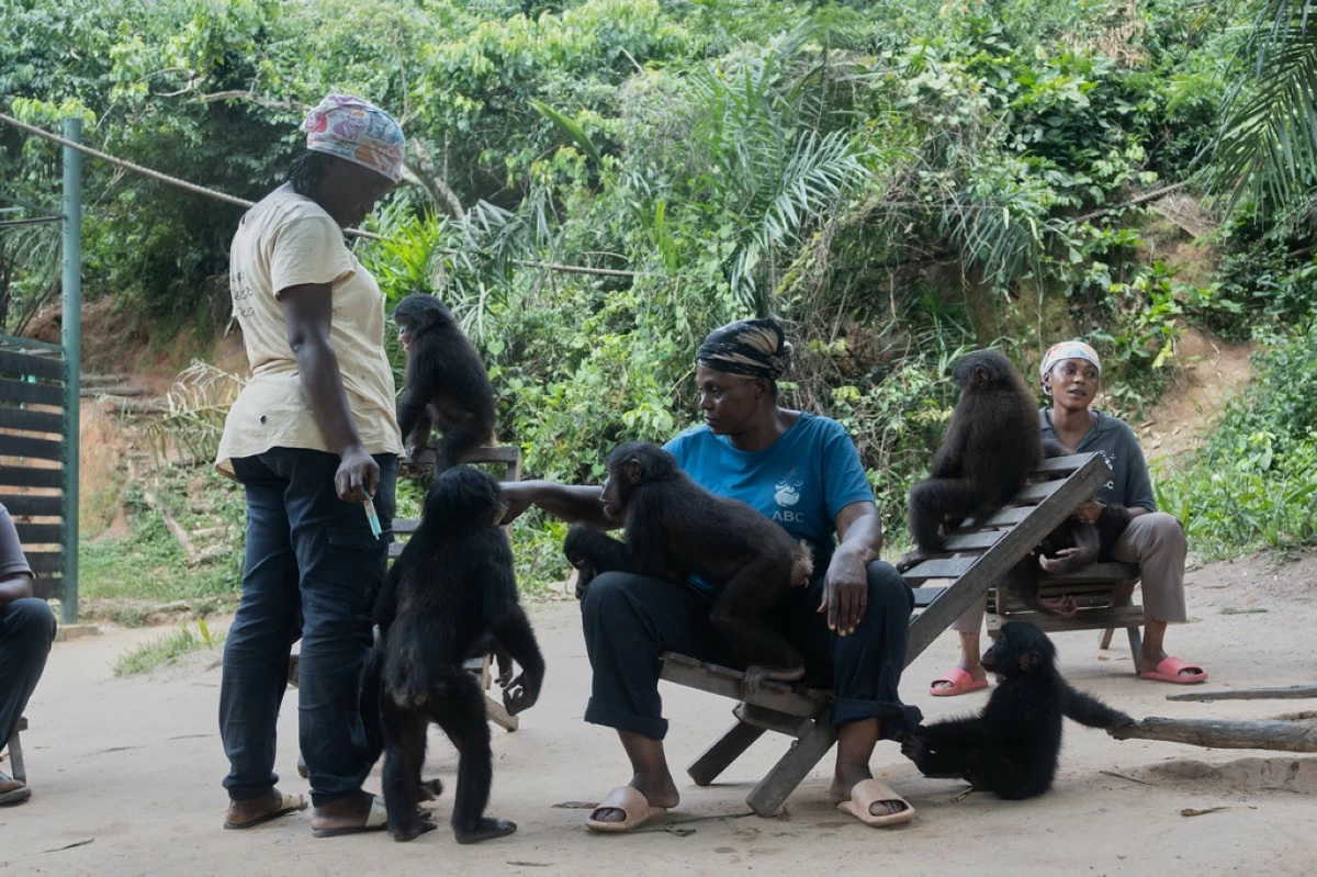 Caregivers at the Lola ya Bonobo sanctuary tend to orphan bonobos in Kinshasa, Democratic Republic of the Congo, on April 8, 2026. (AP Photo/Samy Ntumba Shambuyi)