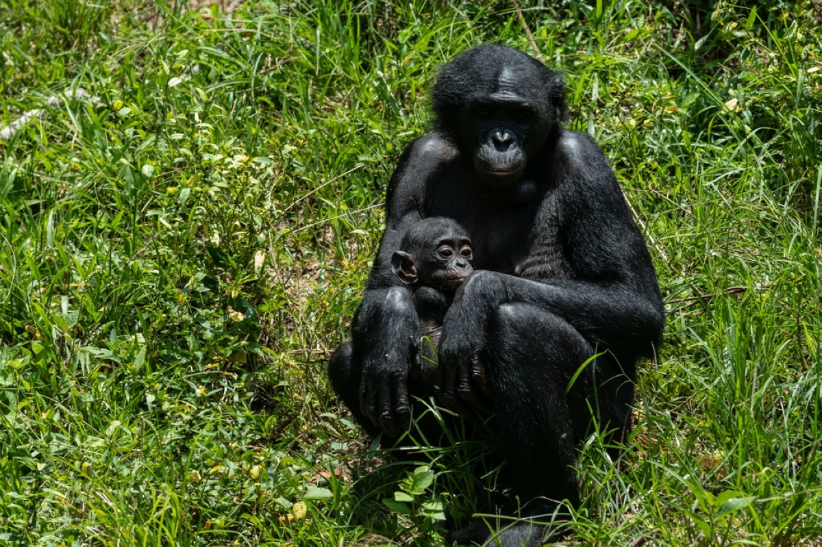 A bonobo cares for her baby at the Lola ya Bonobo sanctuary in Kinshasa, Democratic Republic of the Congo, on April 8, 2026. (AP Photo/Samy Ntumba Shambuyi)