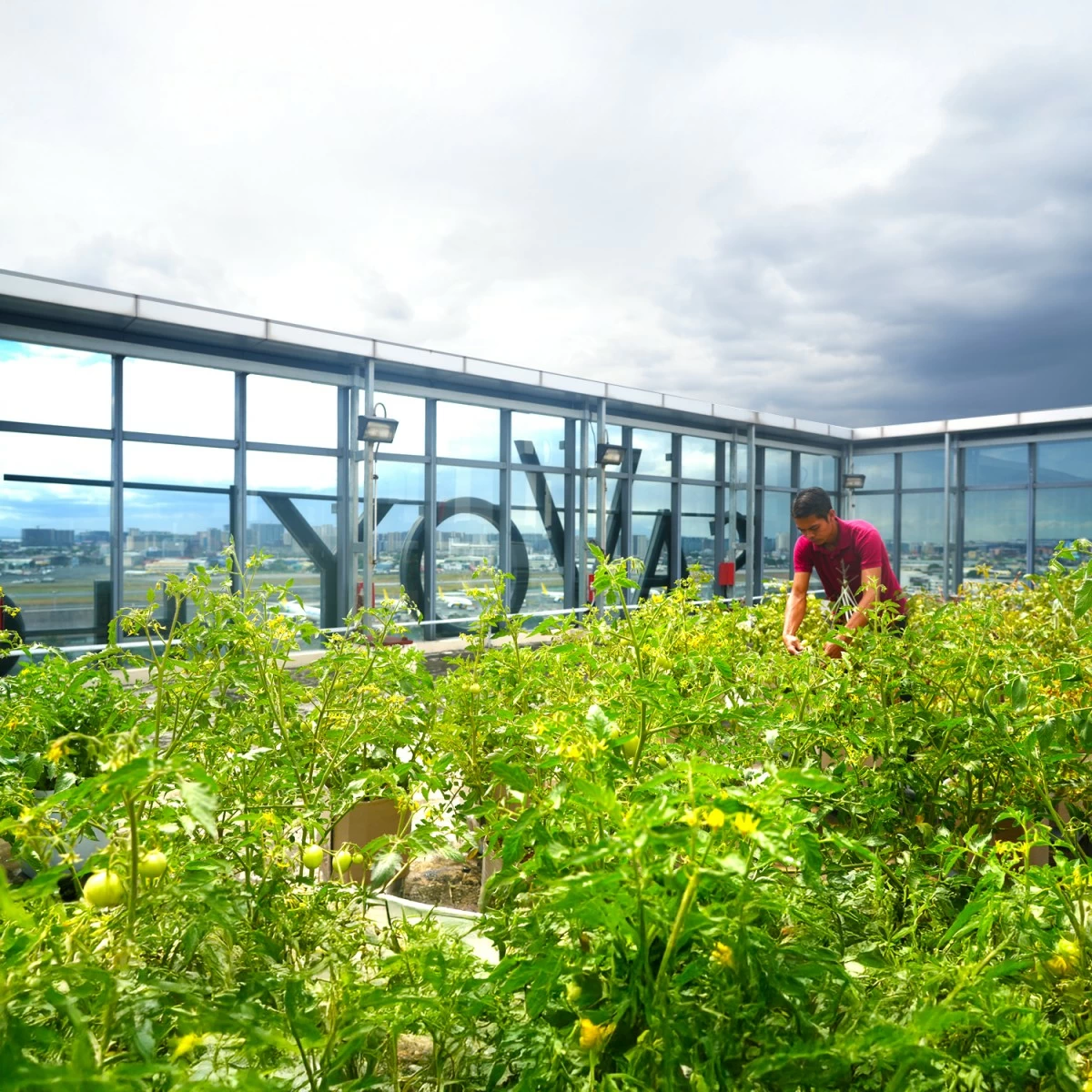 Savoy Hotel Manila's rooftop garden