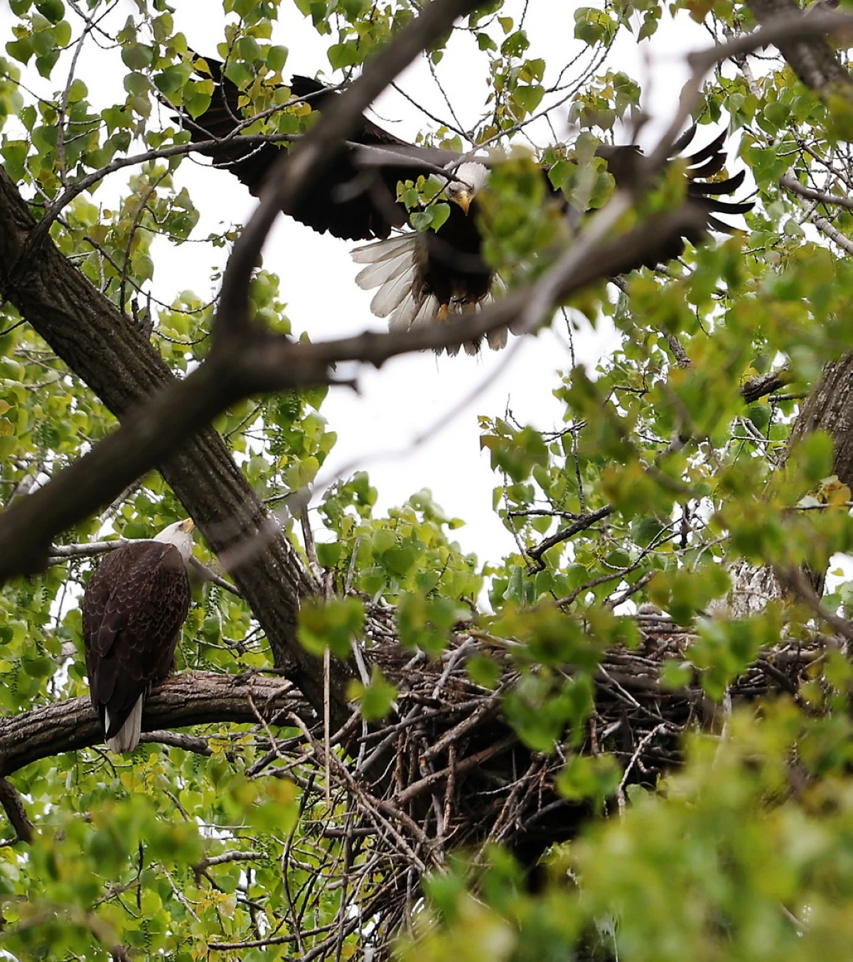 Two adult bald eagles look over two eaglets in their nest in Chicago's South Deering neighborhood on Thursday, May 7, 2026. (Chris Sweda/Chicago Tribune via AP)