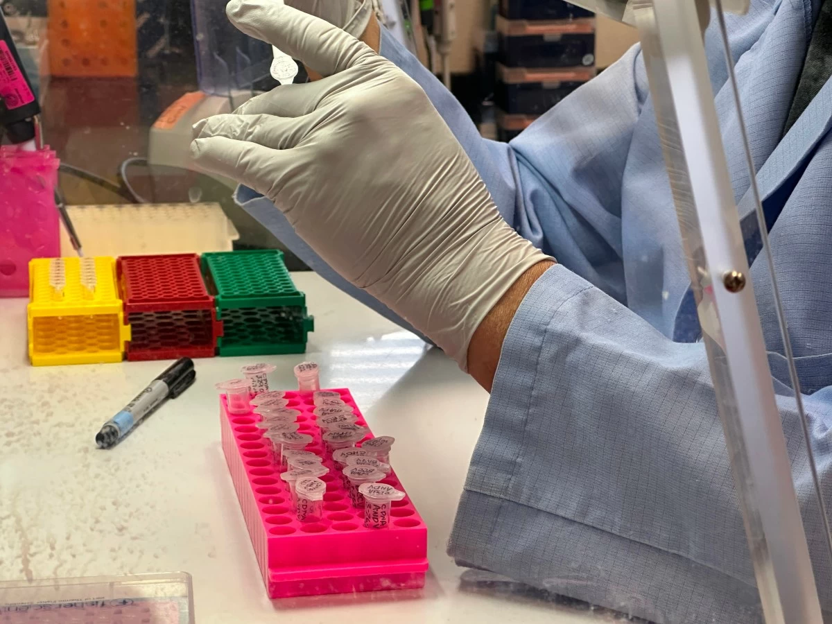 Research scientist Robert Nofchissey prepares samples of inactivated material as part of hantavirus research at the Center for Global Health at the University of New Mexico Health Sciences Center in Albuquerque, New Mexico, on Monday, May 4, 2026. (AP Photo/Susan Montoya Bryan)