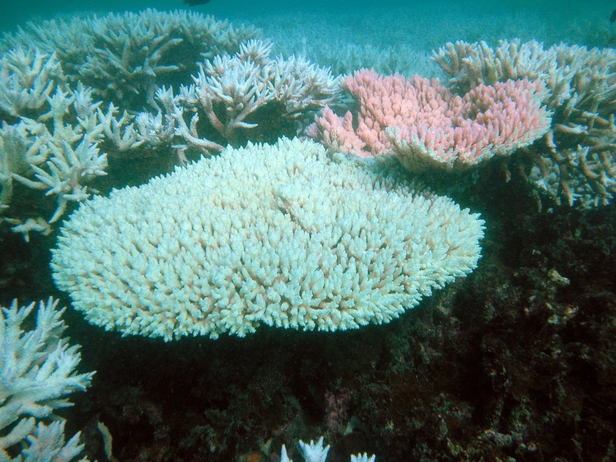 A bleached coral reef in the West Philippine Sea. (Photo credit: Lowell Jay Tupaz)