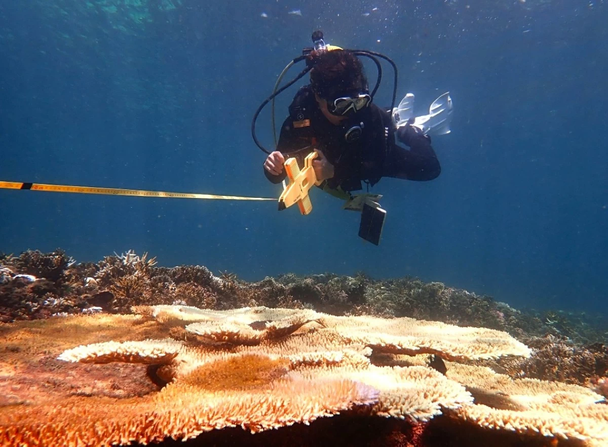 A researcher laying the transect line for the photoquadrat method used to conduct an ecological survey of the corals. (Photo credit: Lowell Jay Tupaz)