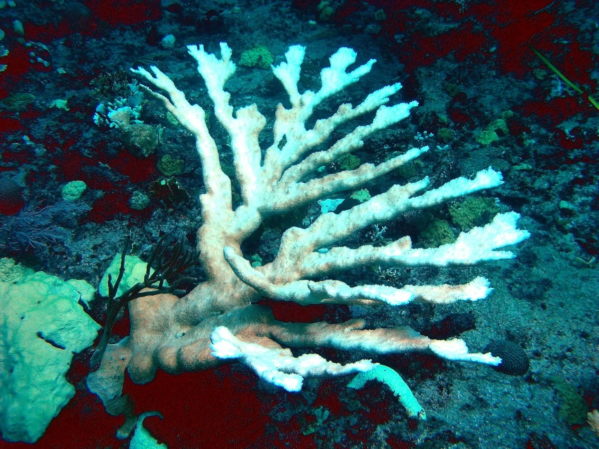 Bleached corals are alive, but under extreme stress. They are more vulnerable to disease and death. (Photo courtesy of National Oceanic and Atmospheric Administration)