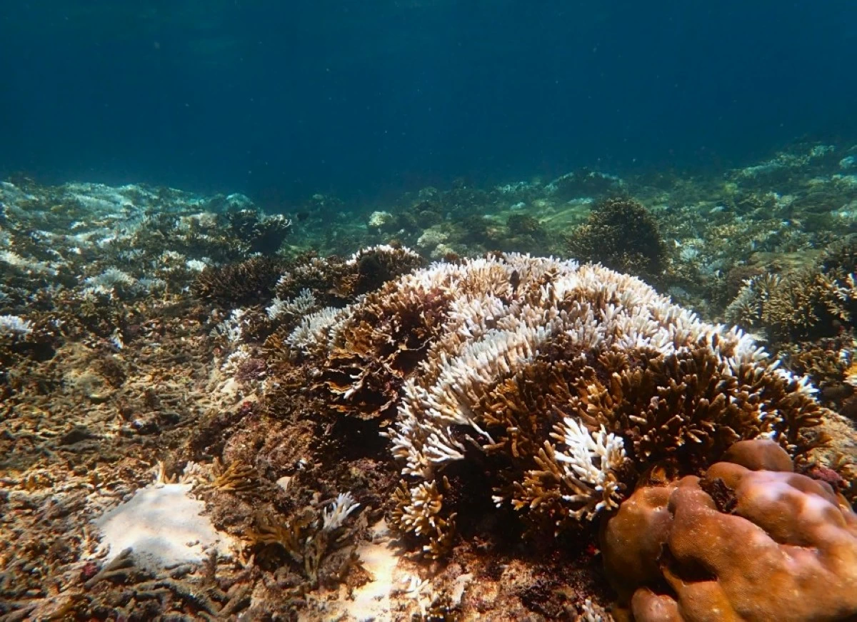 Coral bleaching is a stress response where corals expel symbiotic algae living in their tissues, causing them to turn white. (Photo courtesy of National Oceanic and Atmospheric Administration)