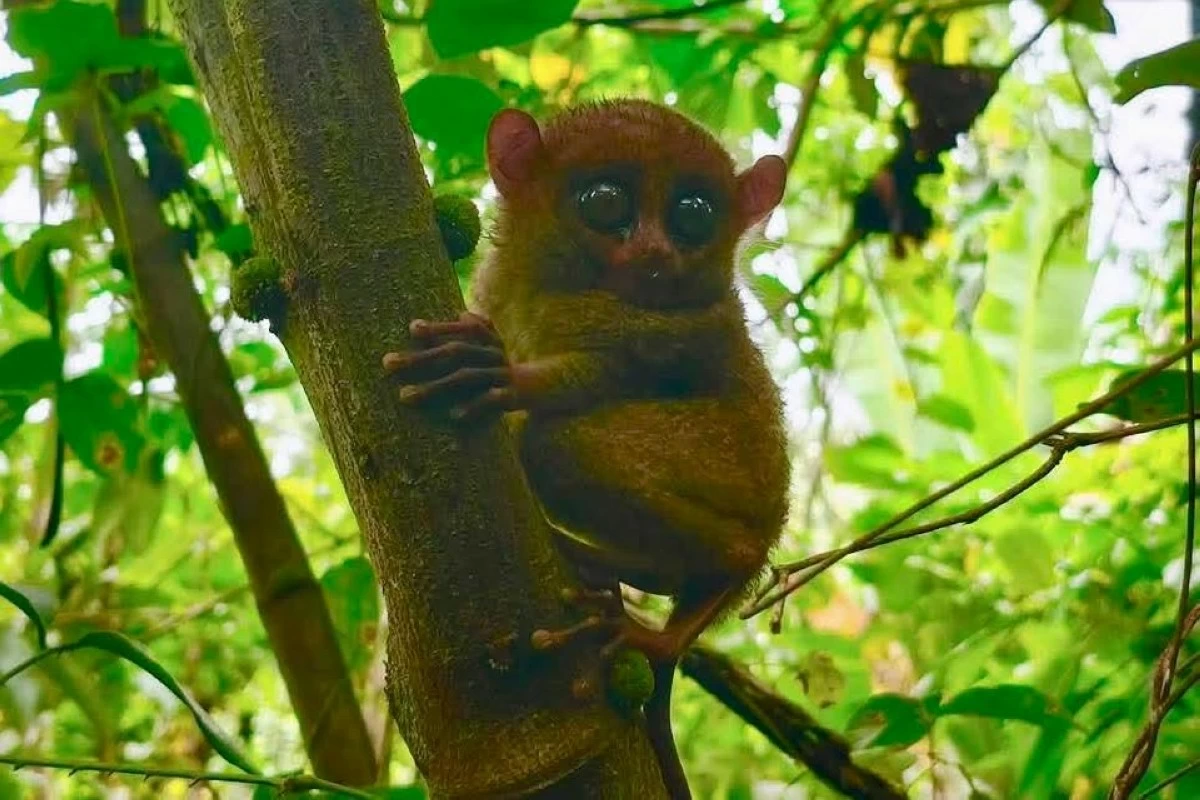 THE rescued tarsier in Lanao del Sur. (Photo via Bonita Ermac)