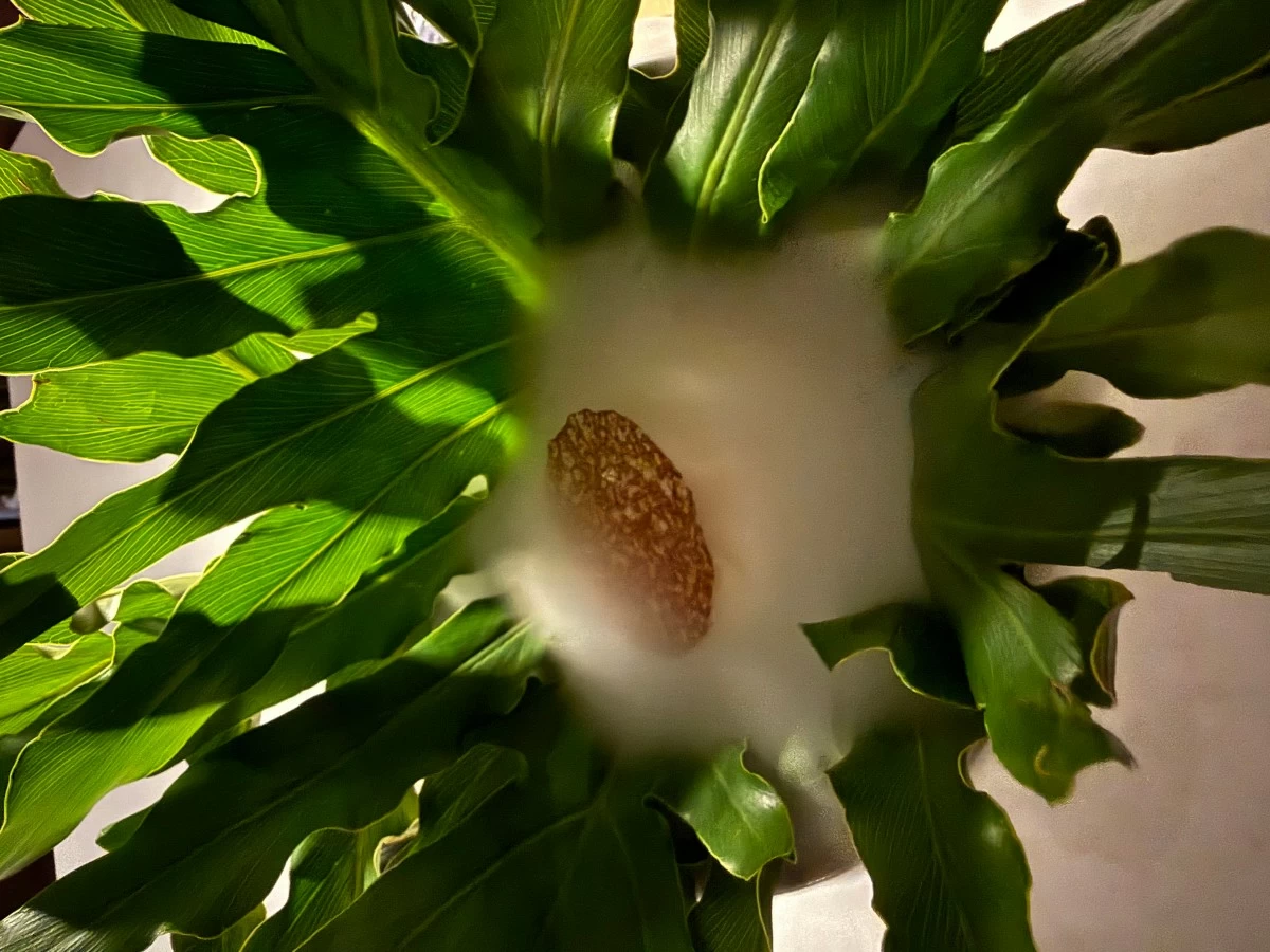The seasonal sorbet with dry ice (Photo: Philip Cu Unjieng)