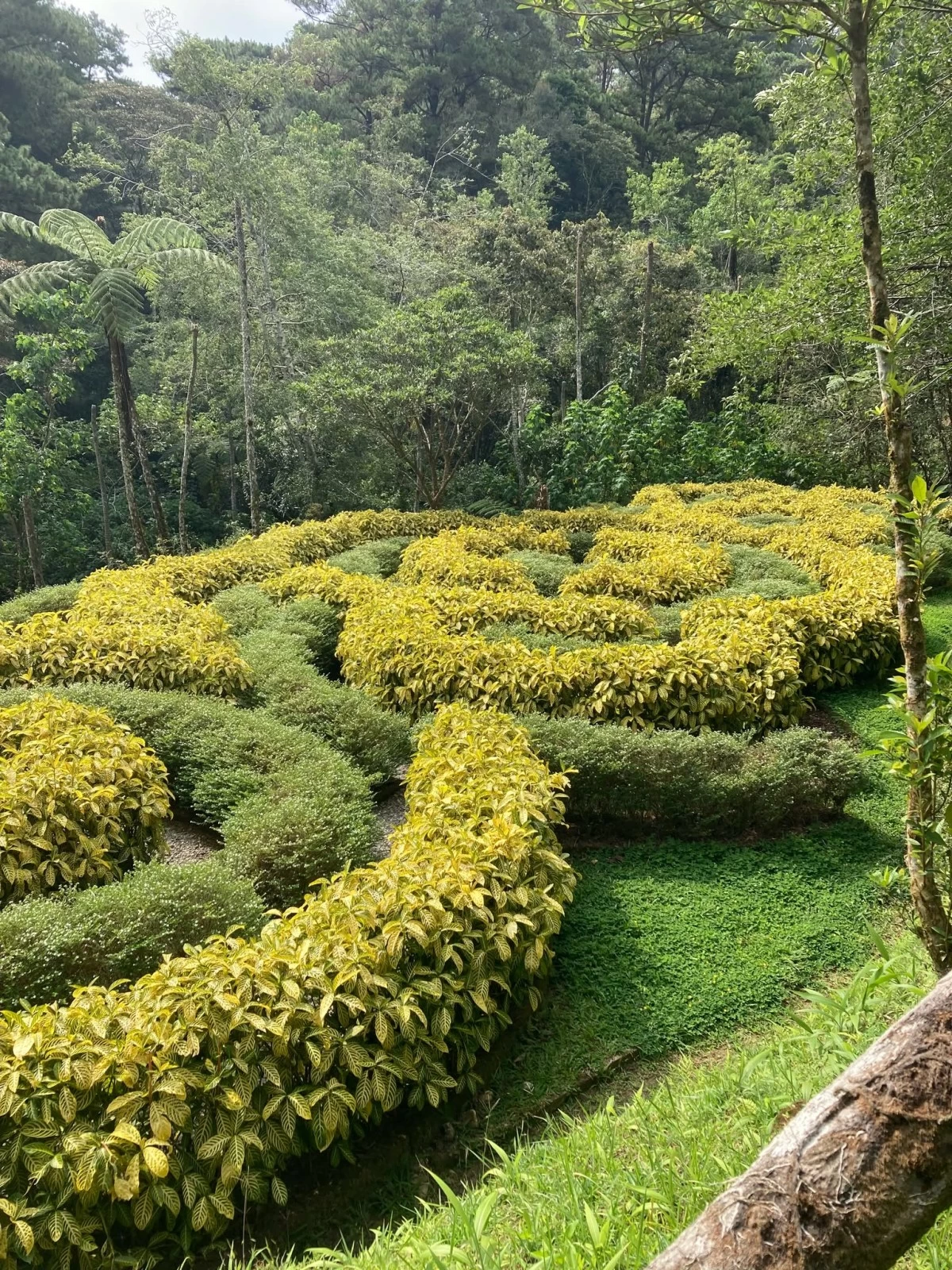 LOST IN THE MAZE A floral maze lets travelers play in the gardens as they find their way