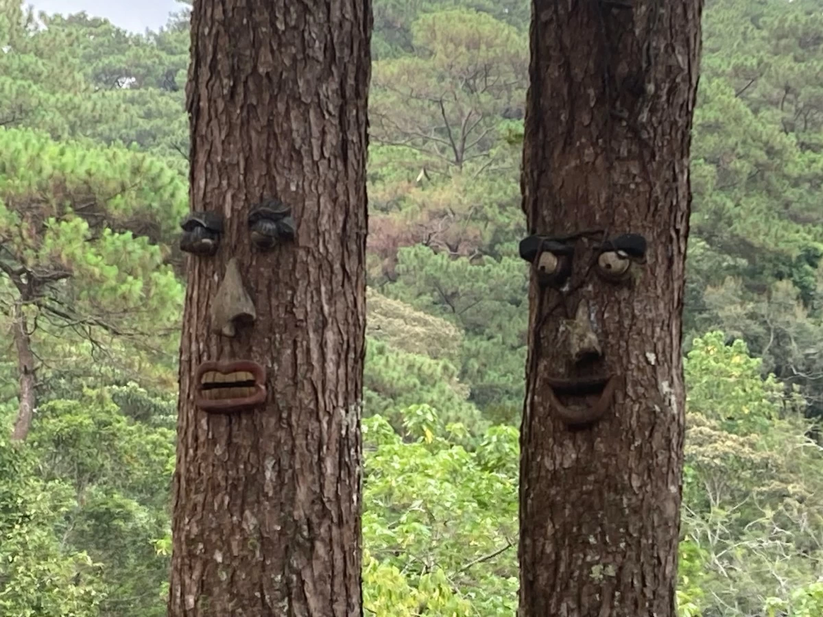 ALWAYS WATCHING Look to the trees and you might find some staring right back