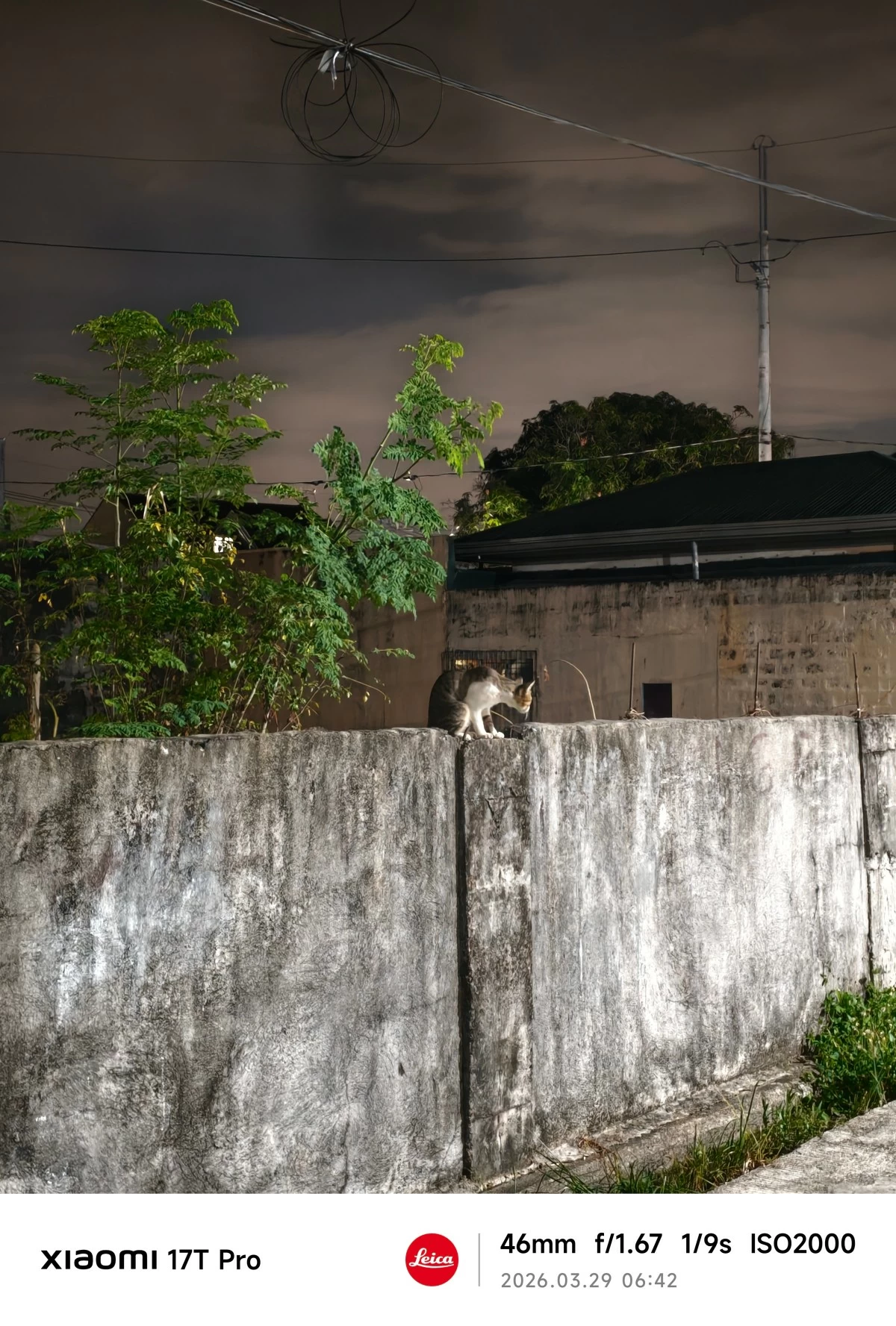 Random cat I spotted. (Jonathan Castillo)