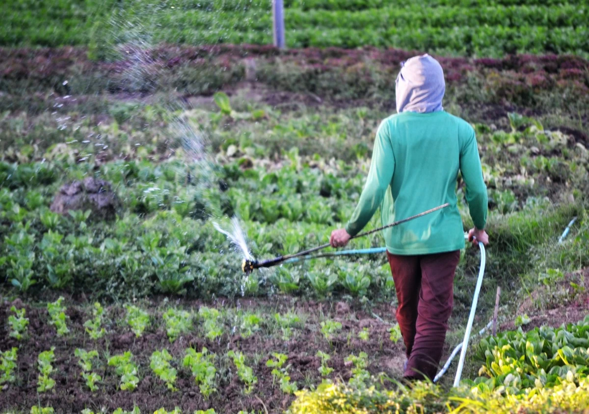 Watering crops during an El Niño would be a major challenge.