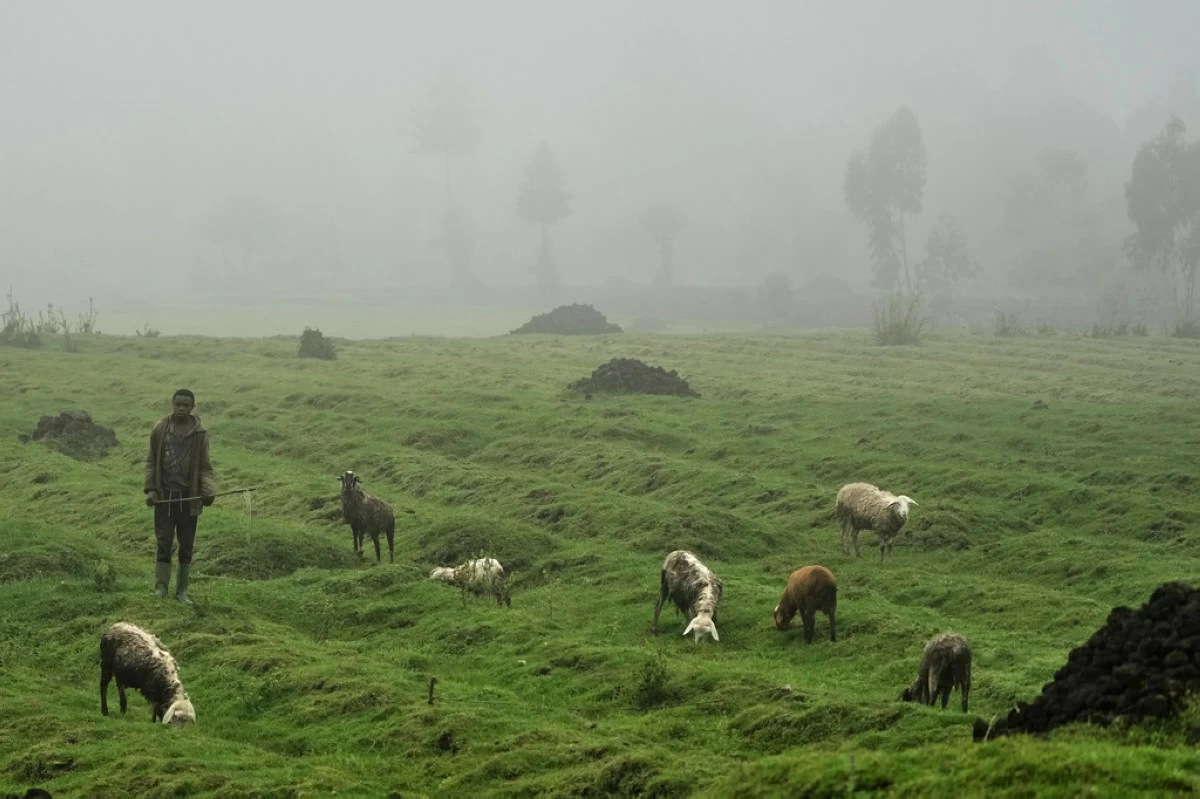 A boy tends livestock near Volcanoes National Park, Kinigi, Rwanda, Thursday, March 19, 2026. (AP Photo/Brian Inganga)