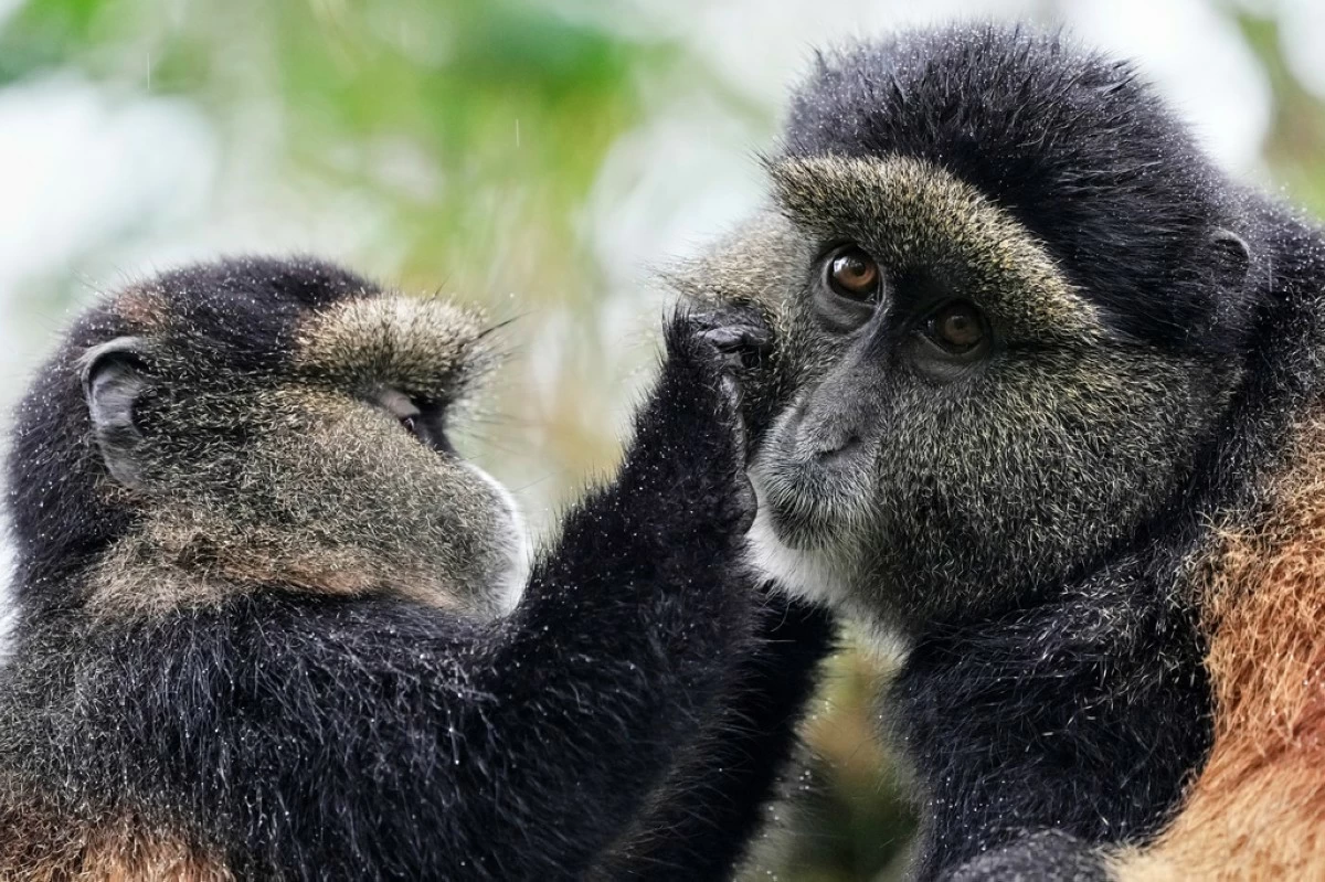 Golden monkeys groom each other, removing debris and parasites from their fur, in Volcanoes National Park, in Kinigi, Rwanda, Thursday, March 19, 2026. (AP Photo/Brian Inganga)