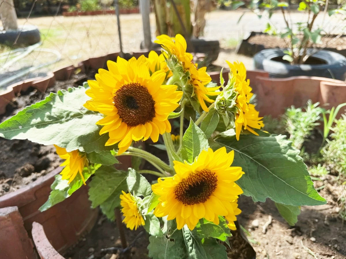 SUNFLOWERS grow beautifully at the Rizal Park Urban Garden. 
