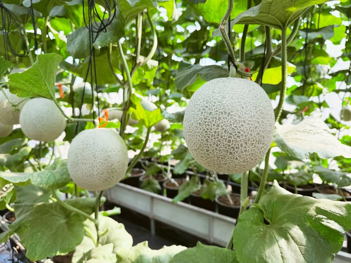 JAPANESE MELONS grow vertically inside a greenhouse. 