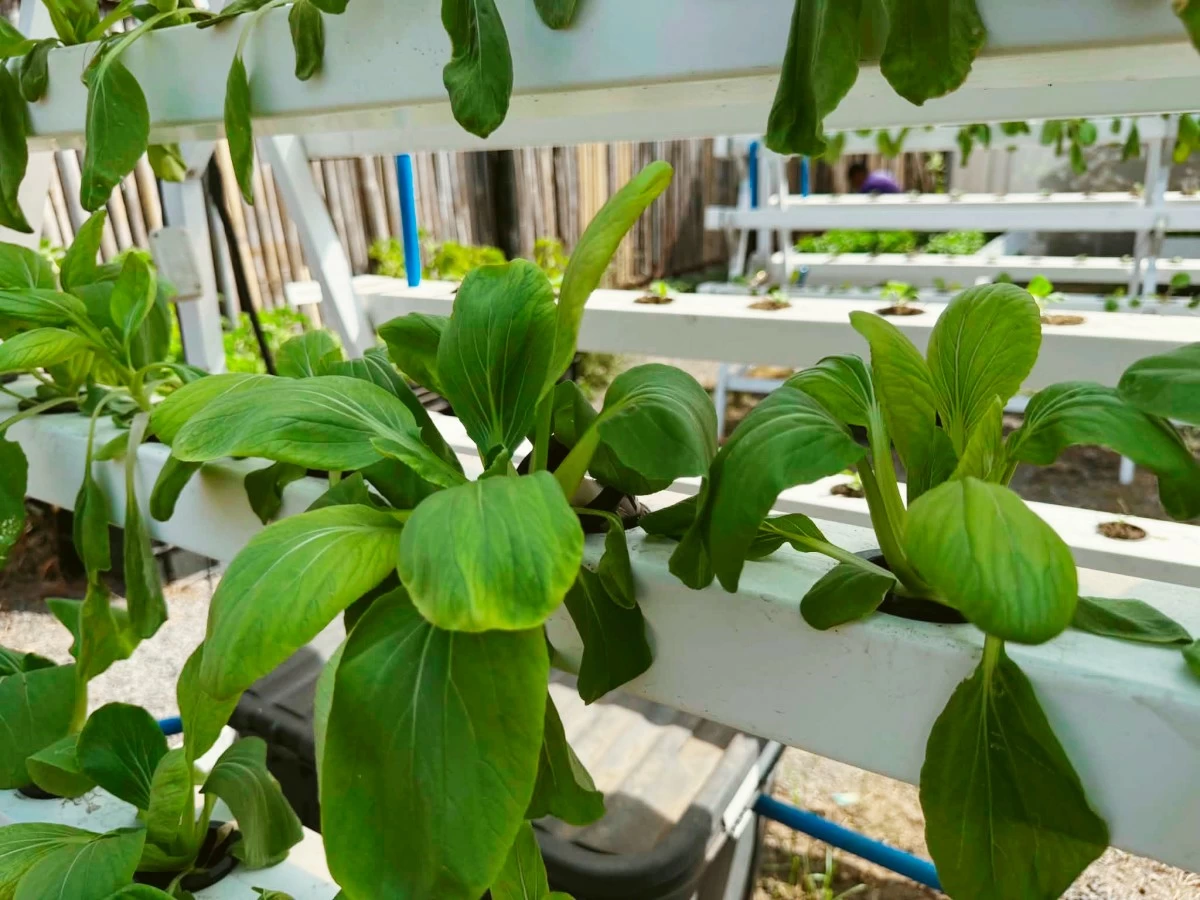 BOK CHOY grows through a hydroponics system at the Rizal Park Urban Garden. (Pam Pascual)