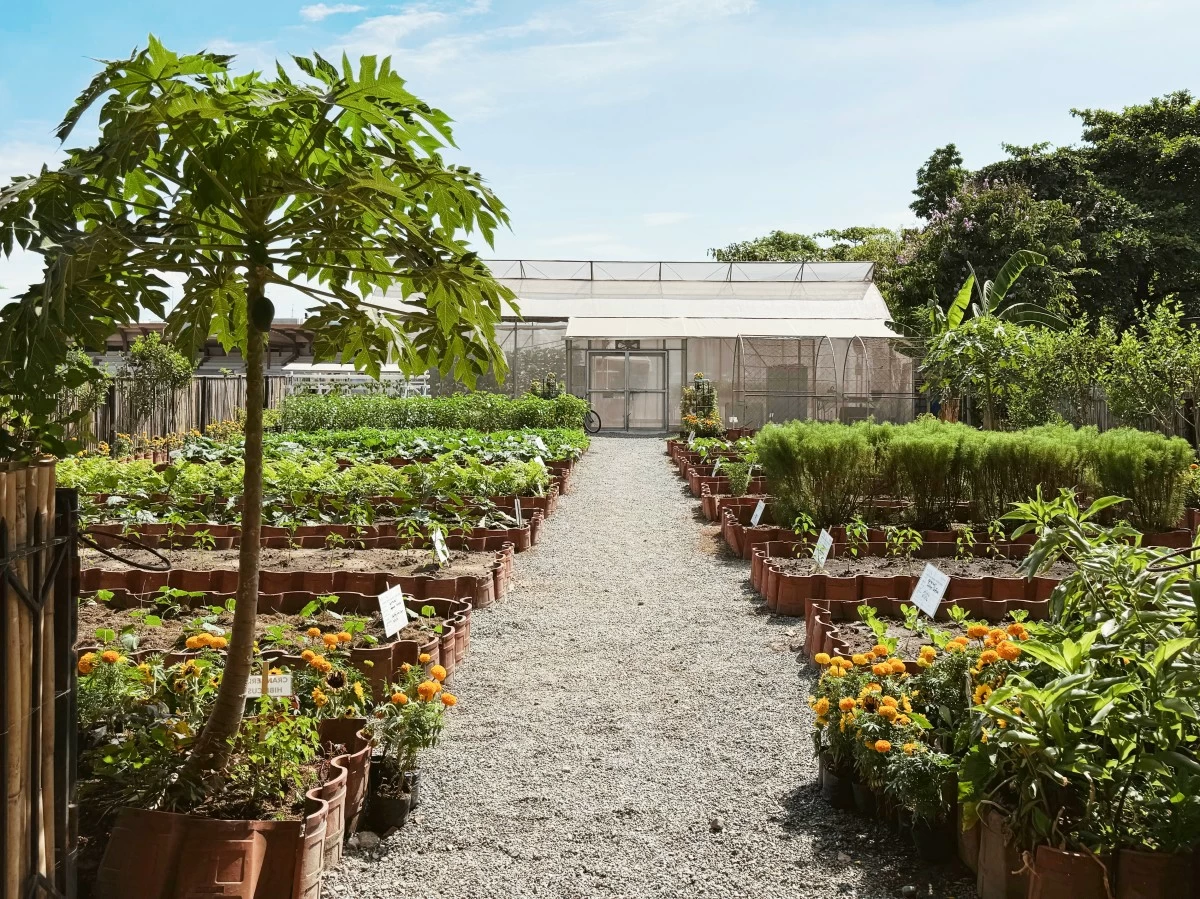 RIZAL PARK URBAN GARDEN features various crops and flowers planted in soil and inside the greenhouse. (Photos: Pam Pascual)