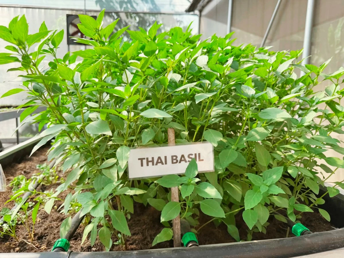 THAI BASIL thrives in one of the plant beds at the Rizal Park Urban Garden. (Pam Pascual)