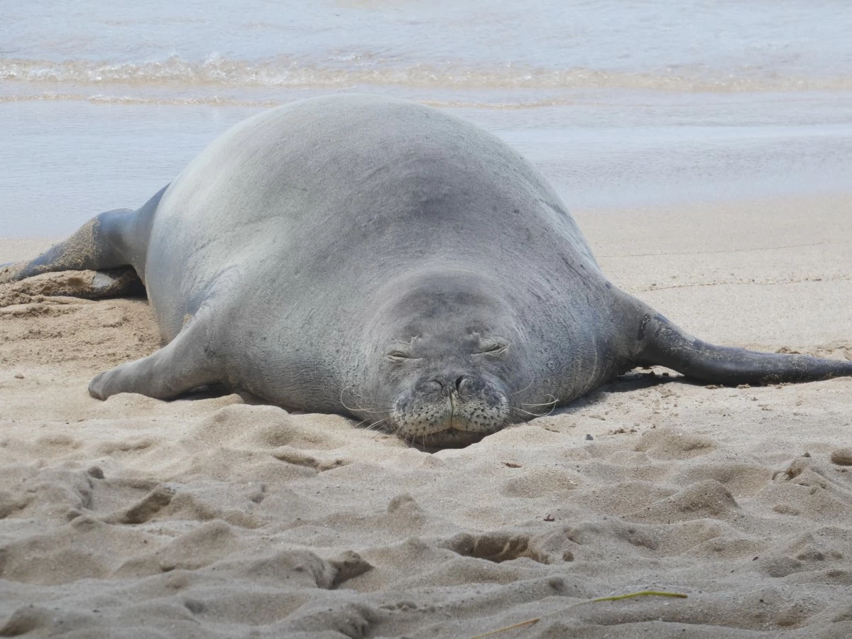 THIS 2022 photo provided by the National Oceanic and Atmospheric Administration shows a Hawaiian monk seal known as ‘R404’ resting on a beach in Hawaii. (NOAA Fisheries via AP)