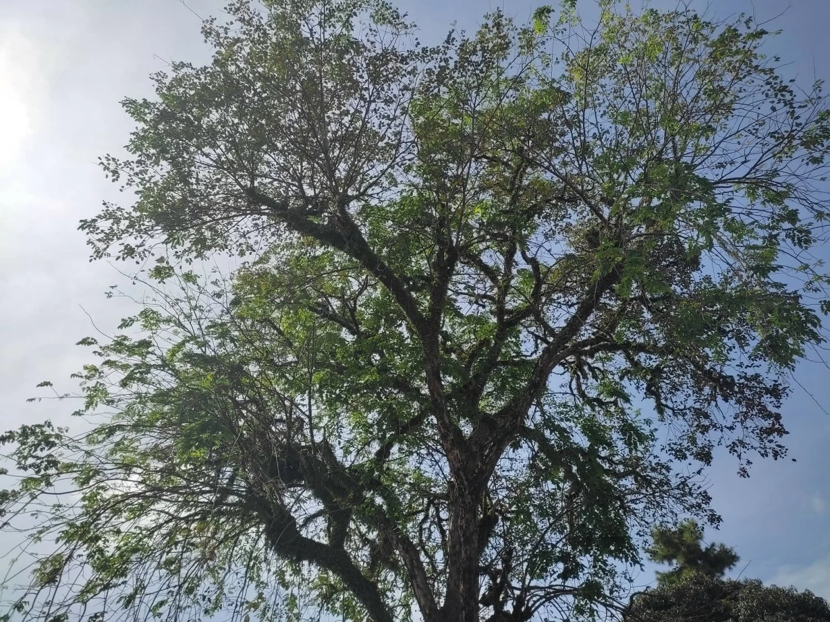 Narra, the country tree icon, is facing extinction.