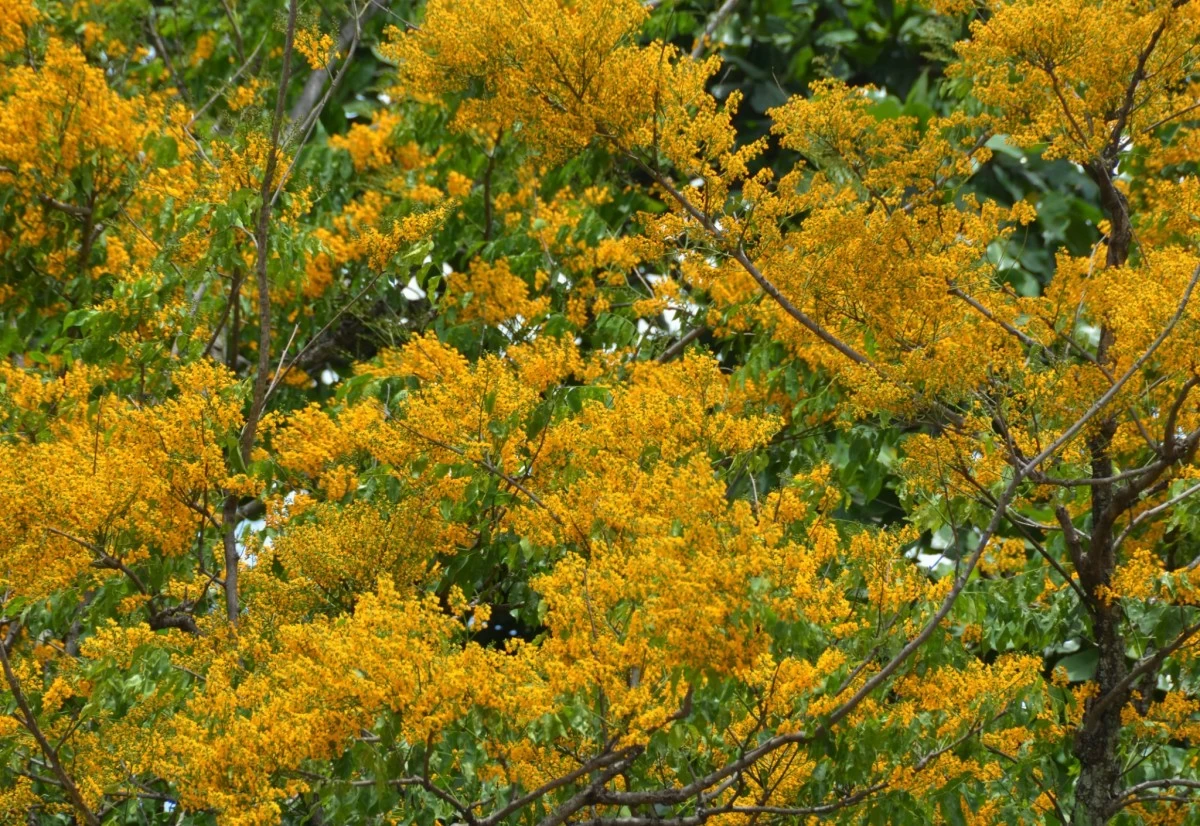 Narra is known for its beautiful flowers.