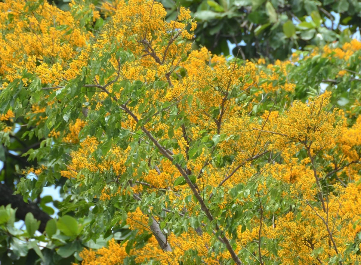 Narra is also planted in some parts of Southeast Asia due to its radiant yellow flowers.