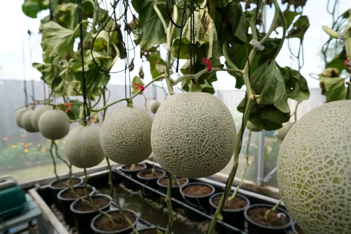 Japanese musk melons are grown inside the Luneta Urban Garden using greenhouse technology and automated smart agriculture systems. (Photo from Manila PIO)
